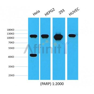 Валидация Affinity BF0719 - 5389