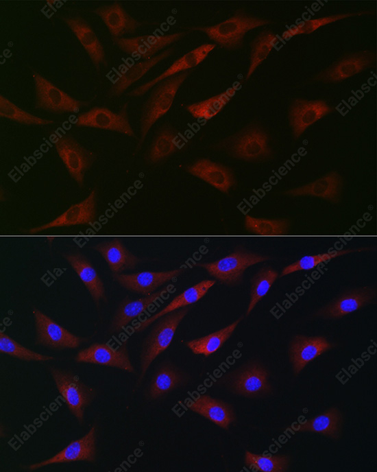 Иммунофлуоресценция, eIF4A, клетки NIH-3T3