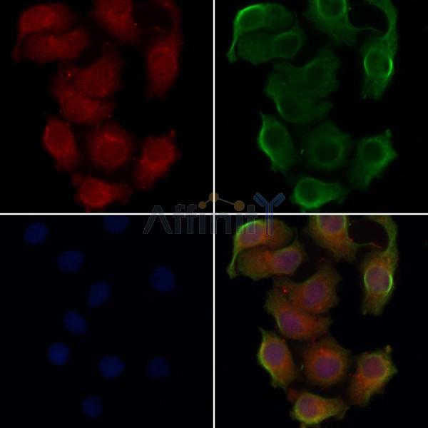 Валидация Affinity DF5017 - 16892