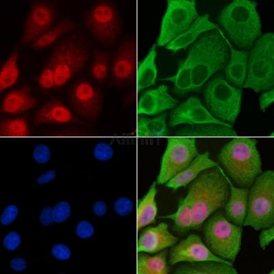 Валидация Affinity AF6370 - 3665