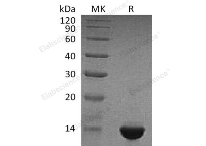 Валидация Elabscience PKSH032127(2662)