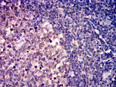 Валидация AntibodySystem RHA32302