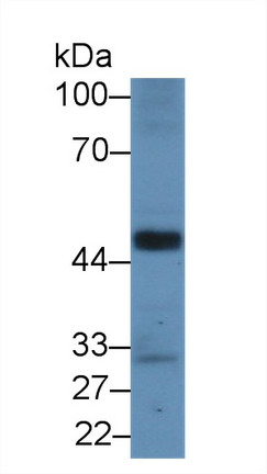 9052