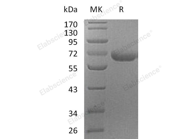 Валидация Elabscience PKSH032721(3150)