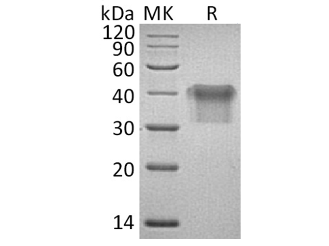 Валидация Elabscience PKSH033624(3910)