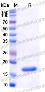AHJ75602, SDS-PAGE