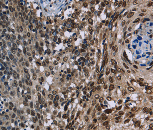 Валидация Elabscience E-AB-11339