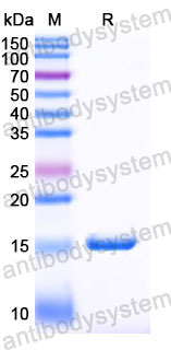 Валидация SDS-PAGE - AntibodySystem RHK44701