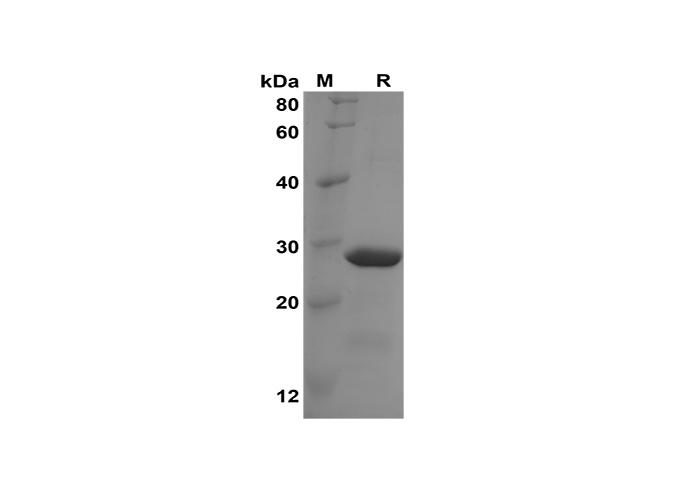 Валидация Elabscience PDEH100585(97)
