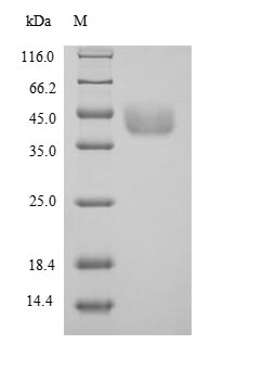 SDS-PAGE