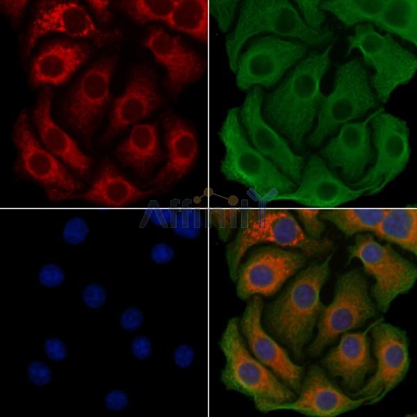 Валидация Affinity DF9606 - 22313