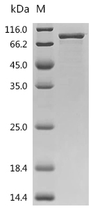 SDS-PAGE