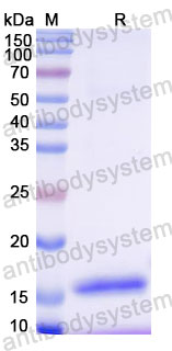 Валидация SDS-PAGE - AntibodySystem RHK18501