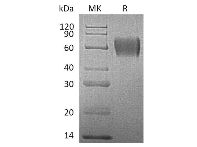 Валидация Elabscience PKSH033629(3915)
