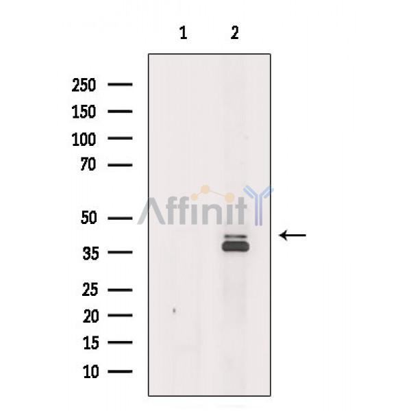 Валидация Affinity DF9062 - 21323