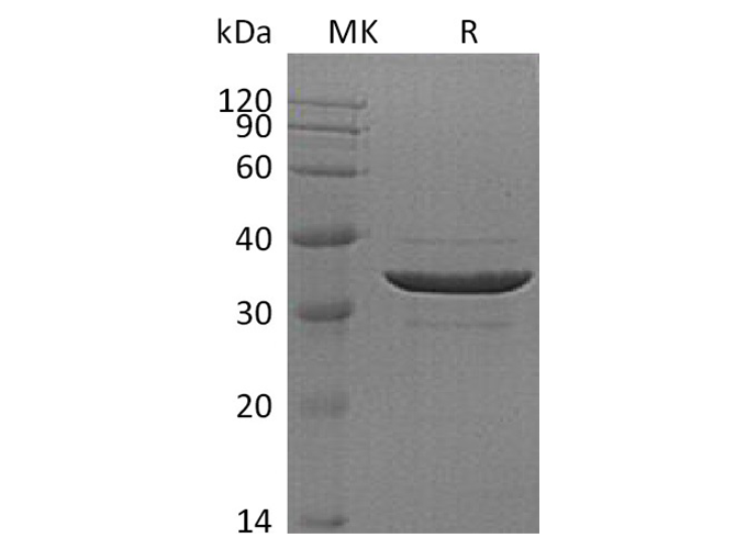 Валидация Elabscience PKSH033419(3744)