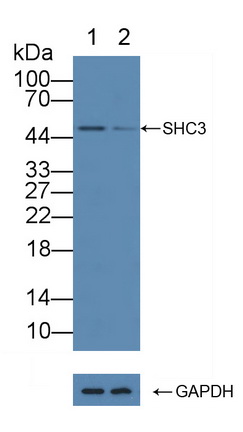 12165