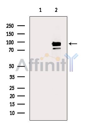 Валидация Affinity DF15537 - 11927