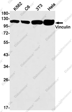 Вестерн-блоттинг, Vinculin, клетки K562, C6, 3T3, HeLa