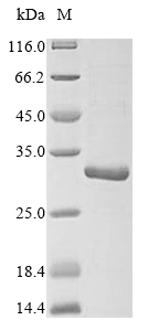 SDS-PAGE
