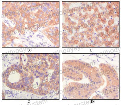 Валидация AntibodySystem RHC99503 (1252)
