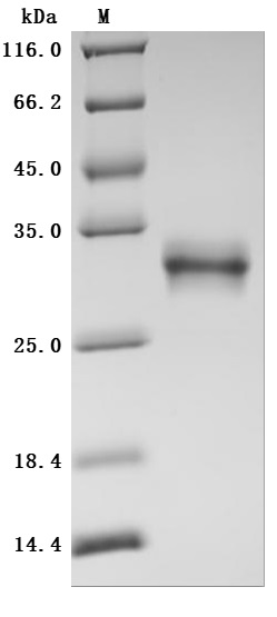 SDS-PAGE