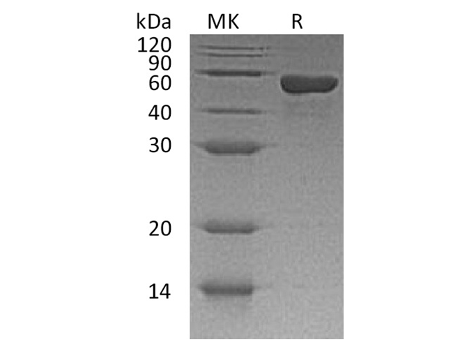 Валидация Elabscience PKSH033506(3810)