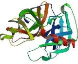 Elastase 1, Pancreatic (ELA1)
