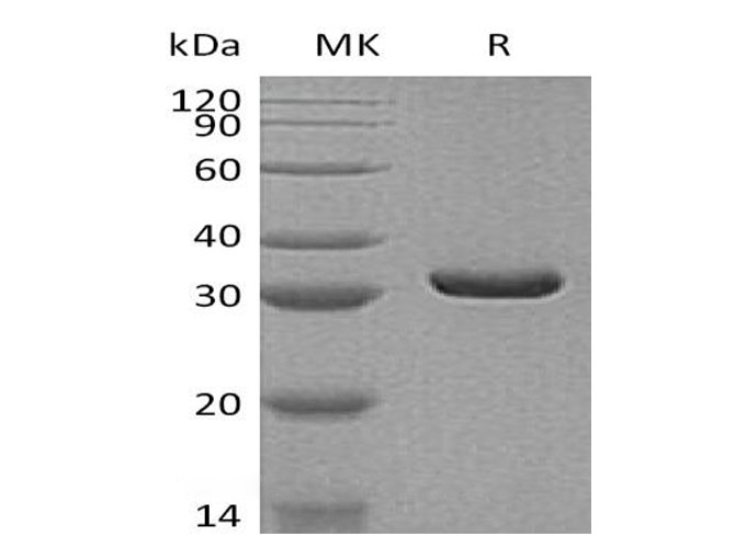 Валидация Elabscience PKSH032731(3158)