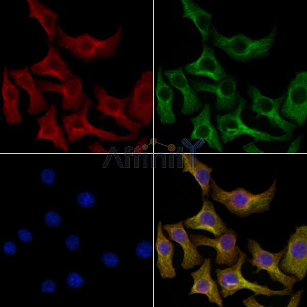 Валидация Affinity DF8990 - 21192