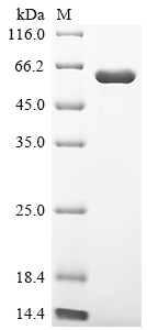SDS-PAGE
