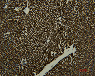 Валидация Elabscience E-AB-22192