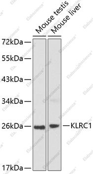 Вестерн-блоттинг, KLRC1, различные клеточные линии