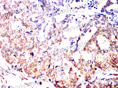 Валидация AntibodySystem RHC44503 (1040)