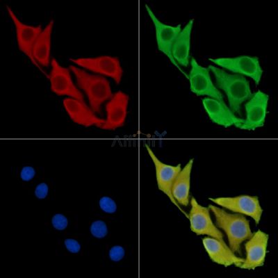 Валидация Affinity DF13995 - 9751