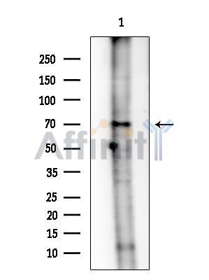 Валидация Affinity AF6560 - 3868