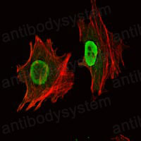 Валидация IF - AntibodySystem RHF90002