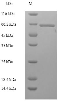 SDS-PAGE