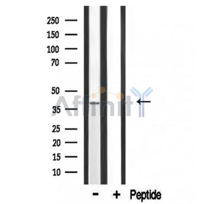 Валидация Affinity DF3499 - 14419