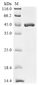 SDS-PAGE