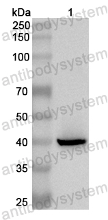 Валидация AntibodySystem PHB41901
