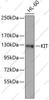 Вестерн-блоттинг, KIT, клетки HL-60