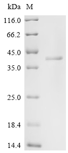 SDS-PAGE