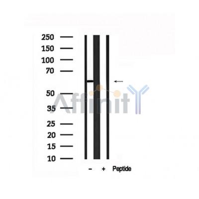 Валидация Affinity AF7543 - 4202