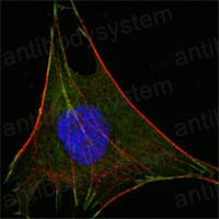 Валидация IF - AntibodySystem RHC21502
