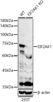 Валидация Elabscience E-AB-92534