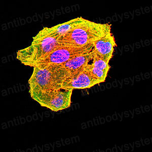 Валидация IF - AntibodySystem RHE14008