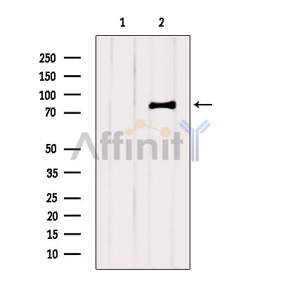 Валидация Affinity AF5121 - 2489