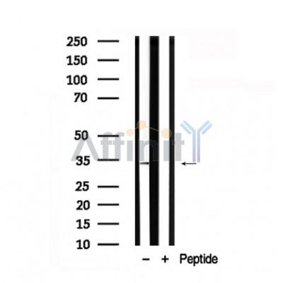 Валидация Affinity AF7831 - 4556