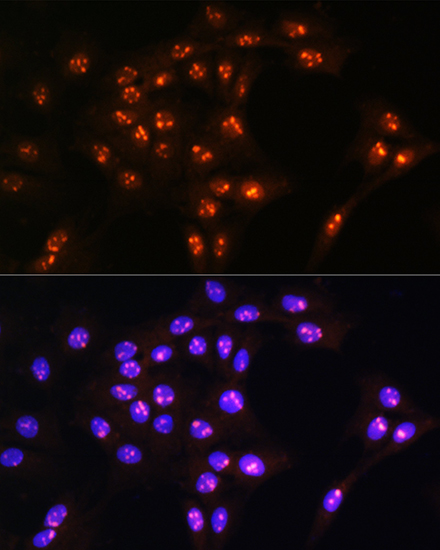 Валидация Elabscience E-AB-91888